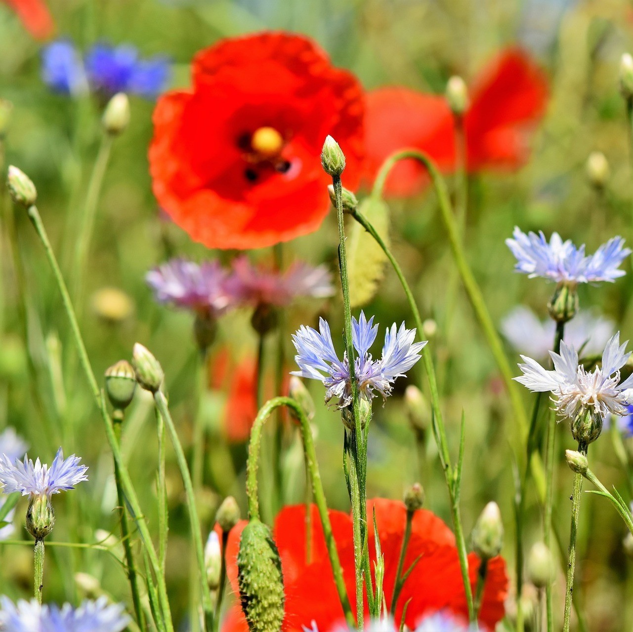 Photo de Raymonde CARRIÉ
