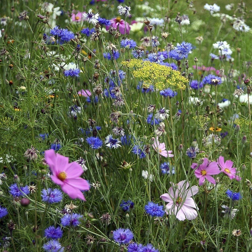 Photo de Simone BOISSEAUX