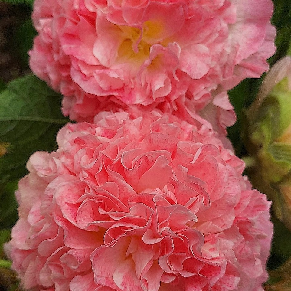 Photo de Marguerite Marie Edmonde Joseph GILBERT