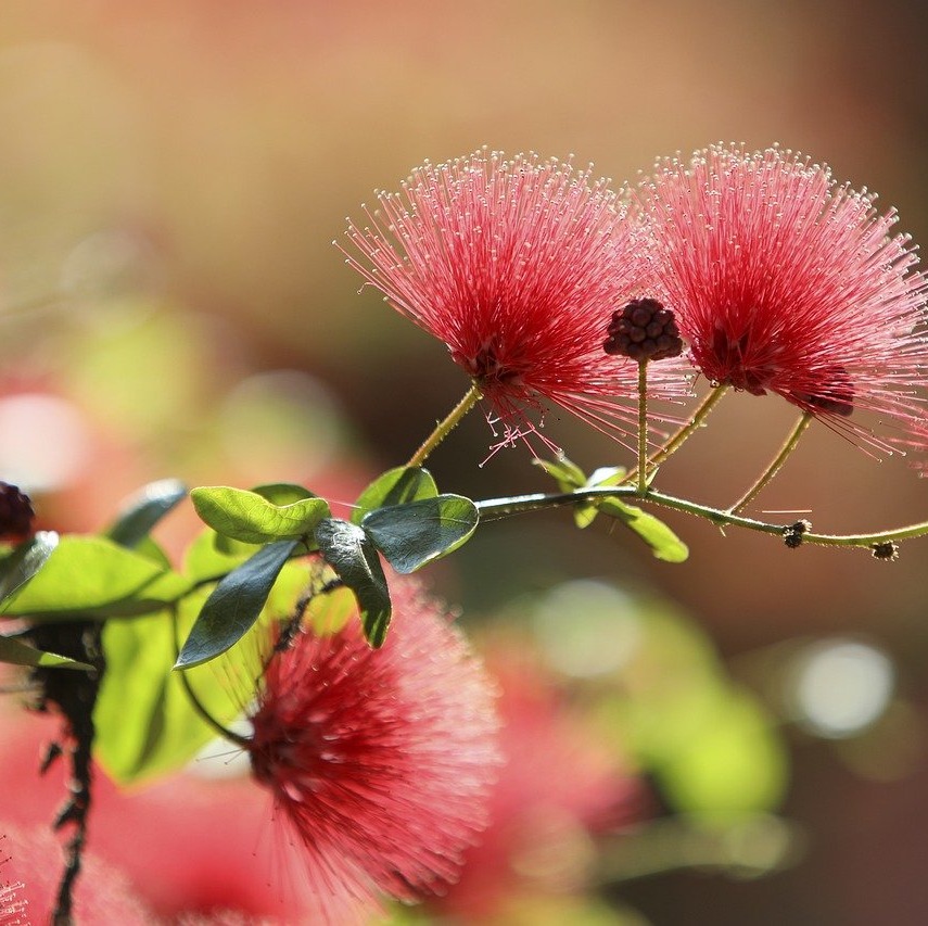 Photo d’Armande DUCY