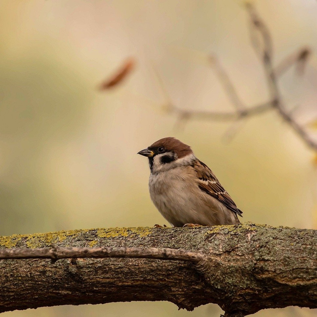 Photo de Claude SINCÉ