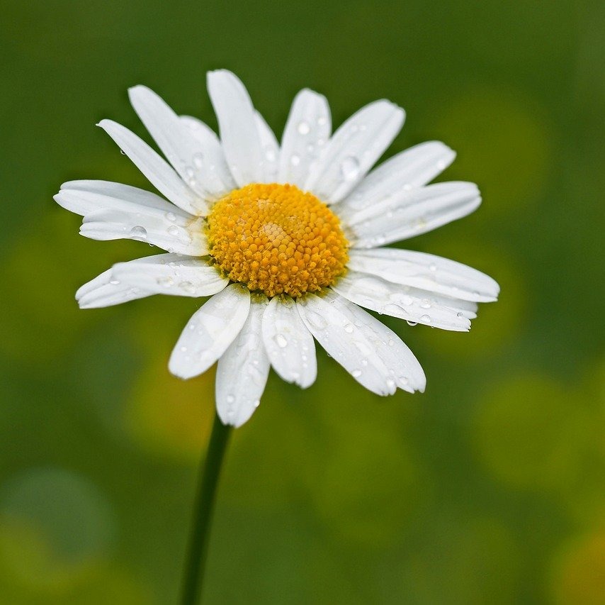 Photo de Linette GAY