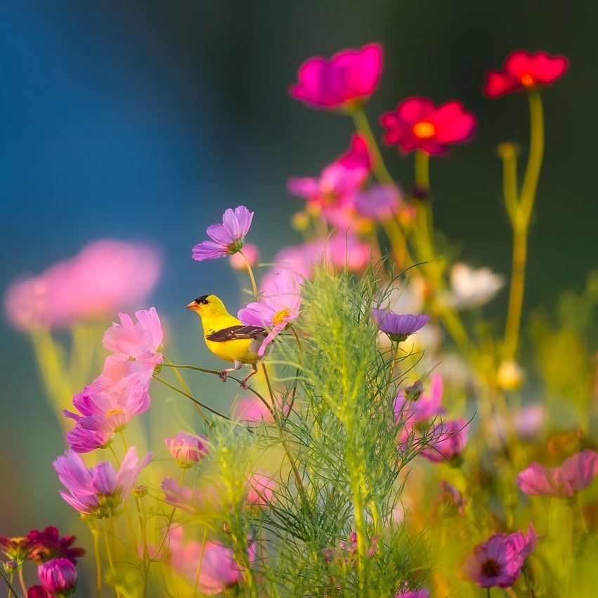 Photo d’Yvette Gilberte MAZIERE