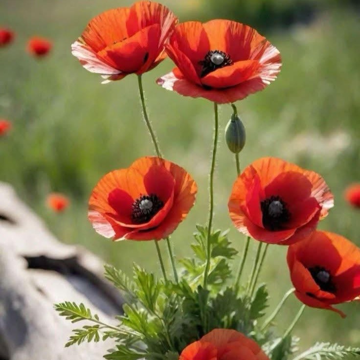 Photo de Jeanne MAGNE