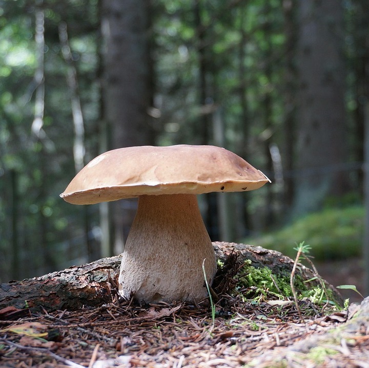 Photo de Louisette TRUCHASSOUT