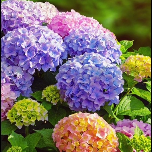 Photo de Madame Marcelle ROBERT