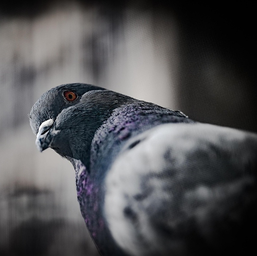 Photo de Monsieur Jean Louis CAILLAUD