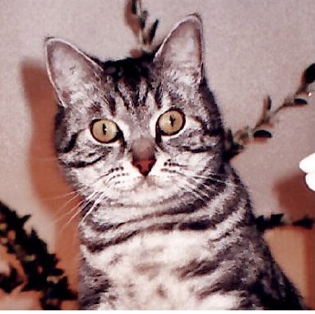 Photo de Lucienne CANTURLET