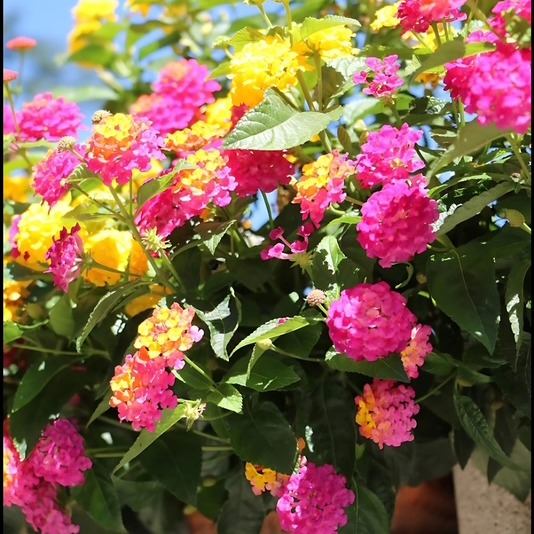 Photo de Christiane FOUCHE