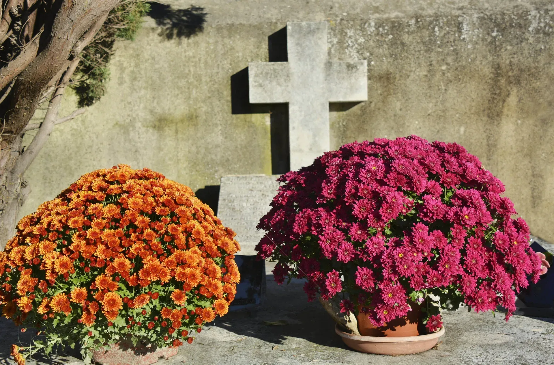 Pots de chrysanthèmes colorés devant une croix en pierre au cimetière.